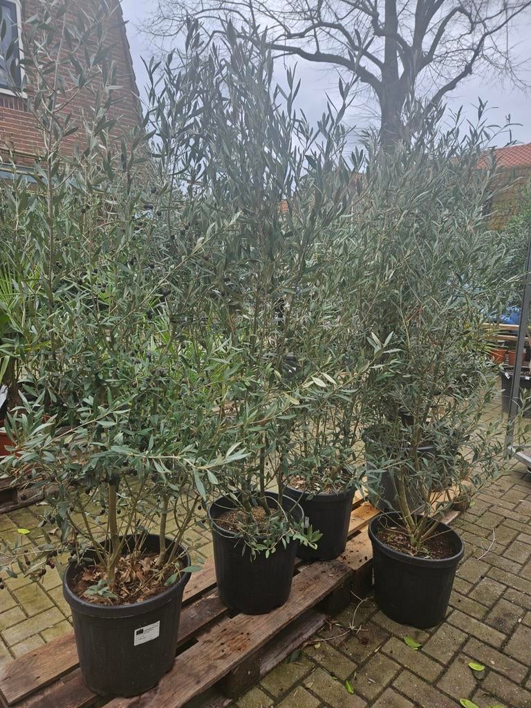 Olijfstruiken 190-200 hoog in pot - olijfbomen, Tuin en Terras, Planten | Bomen, Olijfboom, 100 tot 250 cm, Volle zon, Zomer, In pot