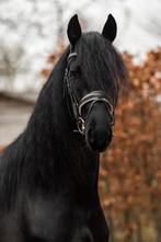Unieke kans!!!!!  Win actie PYTER FB35 ter dekking, Hengst