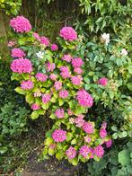 Hebe Veronica
Vlinderstruik
Japanse Broodboom
Hortensia
enz., Ophalen, Overige soorten