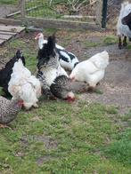 Brahma haan, zoekt nieuw baasje, Dieren en Toebehoren, Mannelijk, Kip