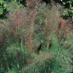 Foenicum vulgare brons (venkel) geel vaste planten, Volle zon, Ophalen of Verzenden, Zomer, Groenteplanten