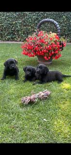 Schitterende Raszuivere Labrador Pups(Ouders Stamboom), Dieren en Toebehoren, Honden | Retrievers, Spaniëls en Waterhonden, Rabiës (hondsdolheid)