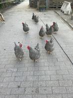 Noord-Hollandse blauwe, Dieren en Toebehoren, Pluimvee, Vrouwelijk, Kip