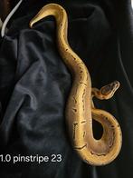 Python regius pinstripe, Slang