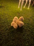 Originele Mini Pomeriaan puppy’s, Dieren en Toebehoren, CDV (hondenziekte), 8 tot 15 weken, Teef, Meerdere