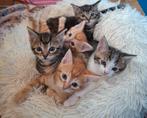 Lieve speelse kittens, Dieren en Toebehoren, Katten en Kittens | Overige Katten, Meerdere dieren, Kortharig, 0 tot 2 jaar