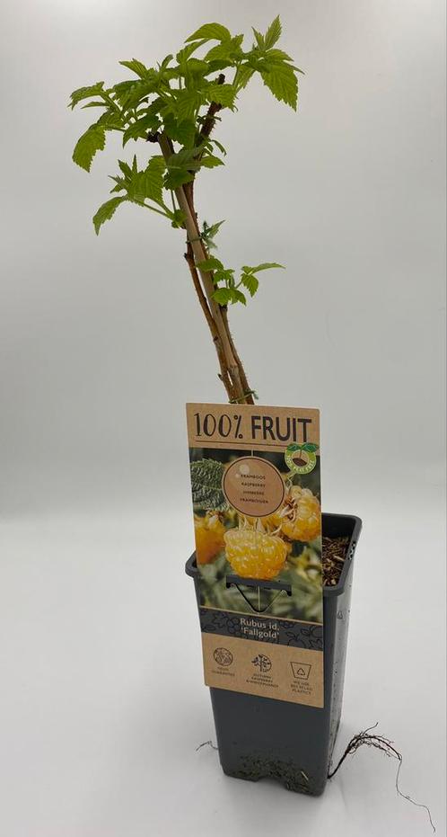 Gele Framboos | Rubus idaeus “Fallgold”, Tuin en Terras, Planten | Tuinplanten, Vaste plant, Fruitplanten, Volle zon, Zomer, Ophalen of Verzenden