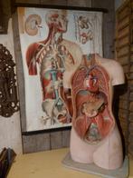 Oud medisch les materiaal torso & leskaart op linnen, Antiek en Kunst, Ophalen of Verzenden