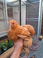 2 jonge cochinkrielen, Dieren en Toebehoren, Pluimvee, Vrouwelijk, Kip