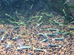 Galaxy Fishbone Black (zwart) garnalen HQ | Caridina, Dieren en Toebehoren, Kreeft, Krab of Garnaal, Zoetwatervis