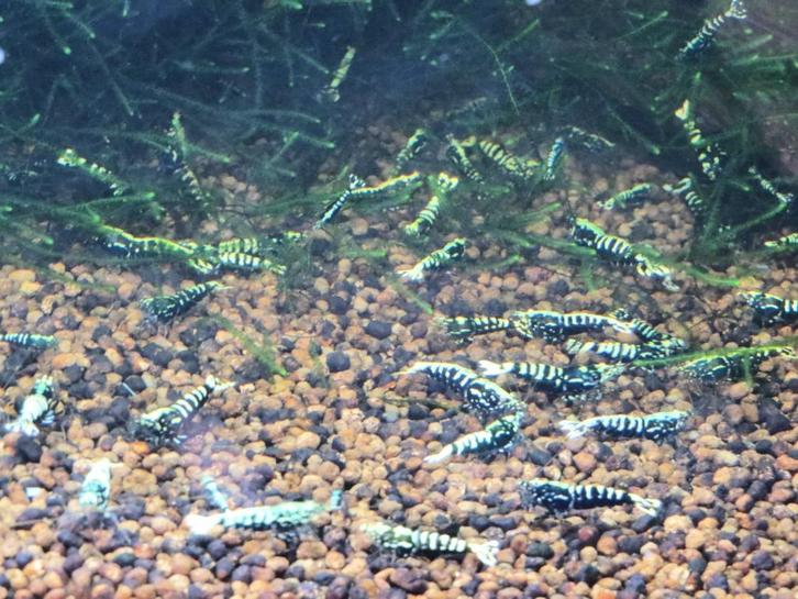 Galaxy Fishbone Black (zwart) garnalen HQ | Caridina, Dieren en Toebehoren, Vissen | Aquariumvissen, Zoetwatervis, Kreeft, Krab of Garnaal