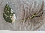 Monstera Deliciosa Albo Variegata stekken kamerplant, Ophalen of Verzenden, Overige soorten, Minder dan 100 cm