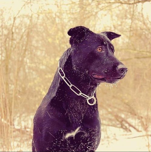 Lieve werkwillige zwarte herder, Dieren en Toebehoren, Honden | Herdershonden en Veedrijvers, Teef, Herder, Particulier, Eén hond