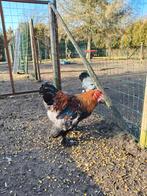 Mooie Brahma haan te koop, Dieren en Toebehoren, Mannelijk, Kip