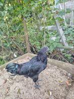 Ayam Cemani haan, Mannelijk, Kip