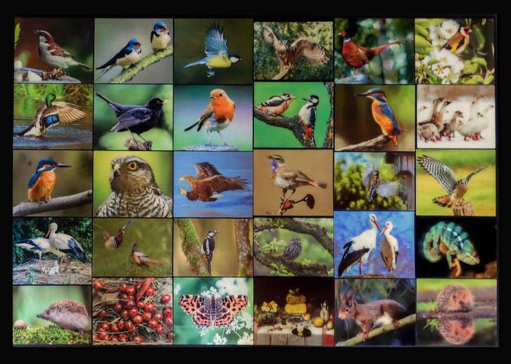 3D kaarten (Vooral Ned.vogels ingelijst), Huis en Inrichting, Woonaccessoires | Lijsten, Zo goed als nieuw, 75 cm of meer, 75 tot 100 cm