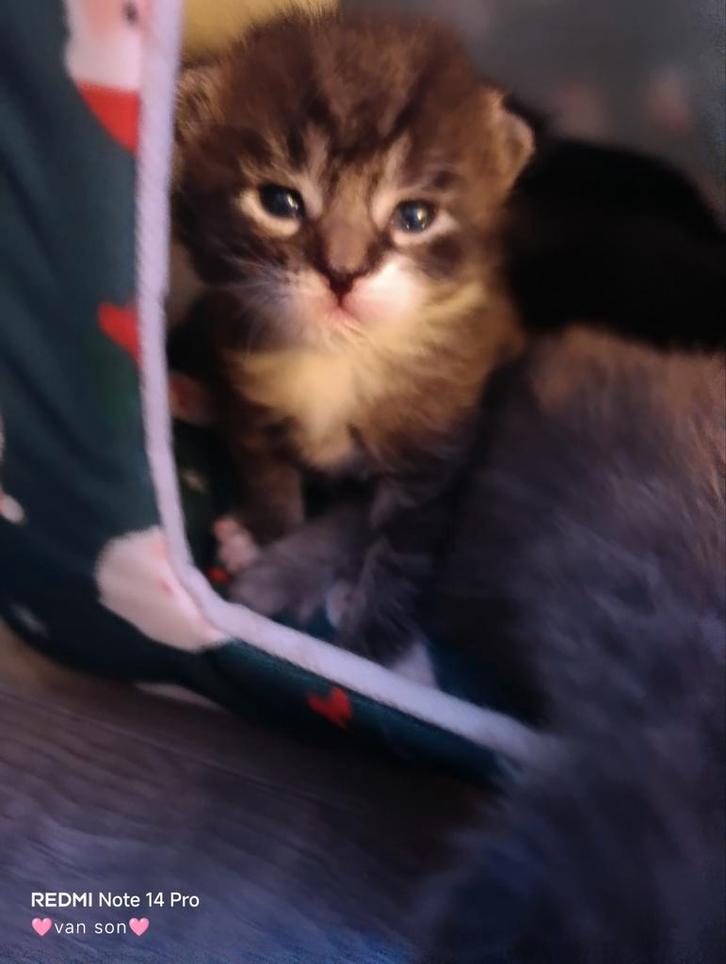 Prachtige Britse Langhaar x Maine Coon Kittens, Dieren en Toebehoren, Katten en Kittens | Raskatten | Langhaar, Meerdere dieren