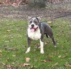 American bully xl pup ! Eerste foto's zijn papa, Dieren en Toebehoren, Honden | Dekreuen, 15 weken tot 1 jaar, Reu, CDV (hondenziekte)