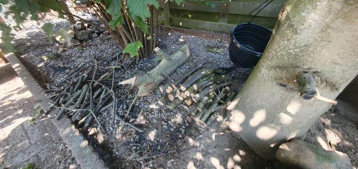 Hout 100% walnoot( ongedroogd ), Tuin en Terras, Haardhout, Blokken, Overige houtsoorten, Minder dan 3 m³, Ophalen