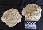 2 grote fossiele Pecten uit Frankrijk (met Bryozoa er op), Ophalen of Verzenden, Fossiel