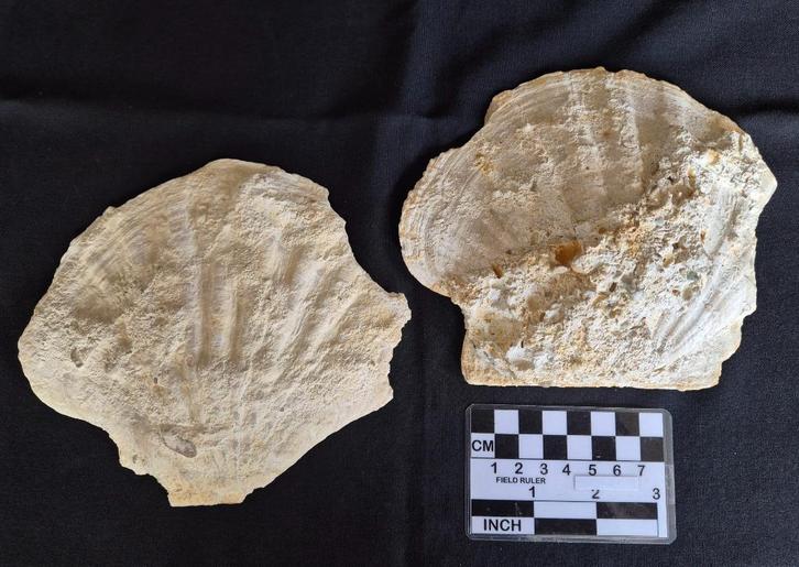 2 grote fossiele Pecten uit Frankrijk (met Bryozoa er op), Verzamelen, Mineralen en Fossielen, Fossiel, Ophalen of Verzenden