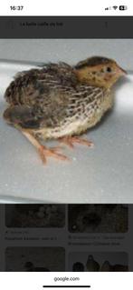 Jonge Chinese kwartels eigen broed, Dieren en Toebehoren, Pluimvee, Meerdere dieren, Overige soorten