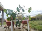 Monstera in pot, Tuin en Terras, Planten | Bomen, Ophalen, In pot, Volle zon, Overige soorten