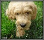 Labradoodle pups. Bekijk de foto's., Nederland, Overige rassen, 8 tot 15 weken, CDV (hondenziekte)