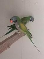 Derbyanparkieten, Meerdere dieren, Parkiet