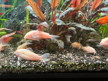 Corydoras Aneus Albino ( kweekgroep) beschikbaar voor biedingen