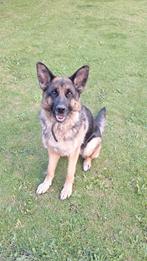 Herdershond met stamboom, Teef, Eén hond, 3 tot 5 jaar, Herder