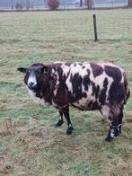 Gedekte bonte ooi van 2023, Vrouwelijk, Schaap, 3 tot 5 jaar