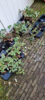 4 soorten (veel) aardbeienplanten, Volle zon, Vaste plant, Lente, Ophalen