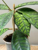Hoya callistophylla, Ophalen of Verzenden, Overige soorten, Minder dan 100 cm