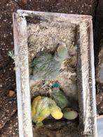 Dwergpapegaai/agapornis/roseicollis, Dieren en Toebehoren, Vogels | Parkieten en Papegaaien, Meerdere dieren, Dwergpapegaai of Agapornis