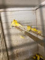 Kanaries, Dieren en Toebehoren, Vogels | Kanaries, Meerdere dieren, Kleurkanarie