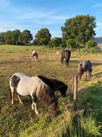 Shetland merries, Dieren en Toebehoren, Merrie