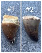 Mosasaurus Tand Fossiel, Ophalen of Verzenden, Fossiel