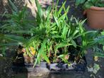 Trachycarpus wagnerianus, Tuin en Terras, Planten | Bomen, Minder dan 100 cm, Zomer, Palmboom, Ophalen