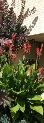 Canna bloembollen gratis, Ophalen, Overige soorten, Volle zon