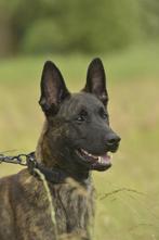 Mechelse/hollandse herder 1,5 jaar, Reu, 1 tot 2 jaar, Parvo, Eén hond