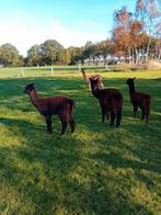 Alpacas hengstjes, Dieren en Toebehoren, Mei, Mannelijk