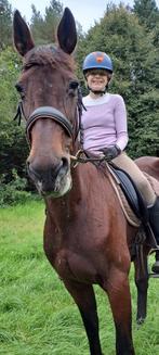 🩷Zeer lieve grote E-pony merrie🩷, Dieren en Toebehoren, Pony's, Merrie, E pony (1.48m - 1.57m), Gechipt, 11 jaar of ouder