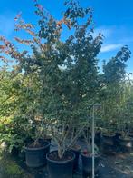 Parrotia persica meerstammig leverbaar tot 400 cm hoog., Ophalen, Overige soorten, Struik, 250 cm of meer