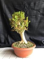 Buxus Bonsai, Tuin en Terras, Planten | Bomen, Bloeit niet, Overige soorten, Minder dan 100 cm, Ophalen