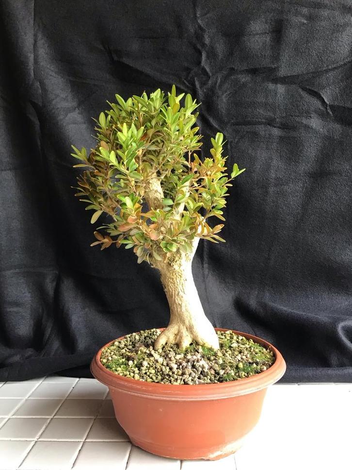 Buxus Bonsai, Tuin en Terras, Planten | Bomen, Overige soorten, Minder dan 100 cm, Bloeit niet, In pot, Ophalen