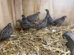 Koppels Harlekijnkwartels, Dieren en Toebehoren, Pluimvee, Meerdere dieren, Overige soorten