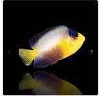 Centropyge Multicolor, Vis, Zoutwatervis