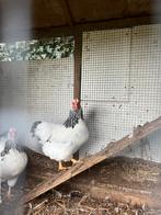 Mooie colomia wyandotte kriel kippen te koop, Dieren en Toebehoren, Pluimvee, Vrouwelijk, Kip