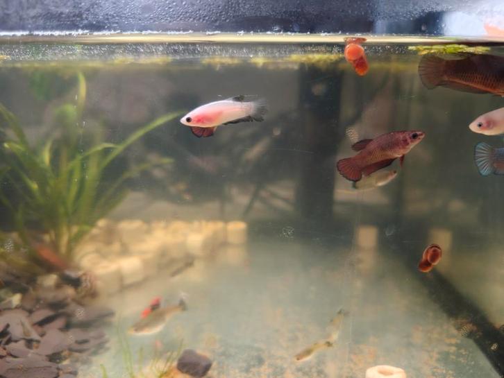 Betta plakat avatar x koi jonkies, Dieren en Toebehoren, Vissen | Aquariumvissen, Vis
